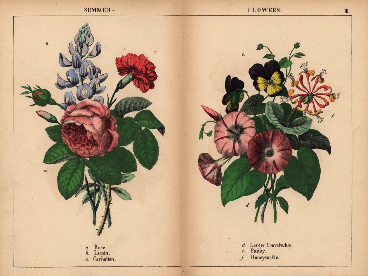 Roze koolroos, blauwe lupine, scharlaken anjer, paarse grote winde, paarse en gele viooltjes, en roze en oranje kamperfoelie, uit "The Instructive Picturebook, or Lessons from the Vegetable World," [Charlotte Mary Yonge], Edinburgh door English School