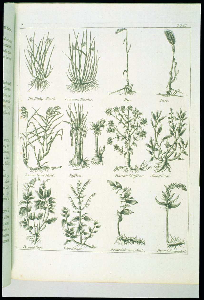 Planten uit Culpepers English Physician and Complete Herbal, gepubliceerd 1790 door English School