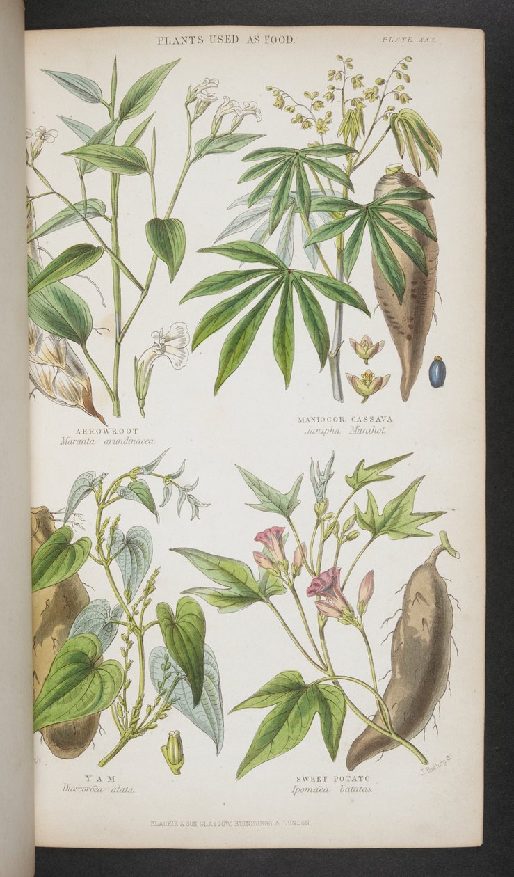 Planten gebruikt als voedsel, uit 
