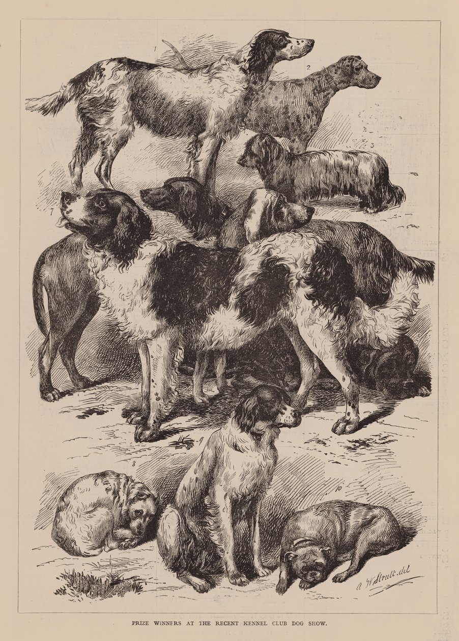 Prijswinnaars op de recente Kennel Club Hondententoonstelling (gravure) door English School