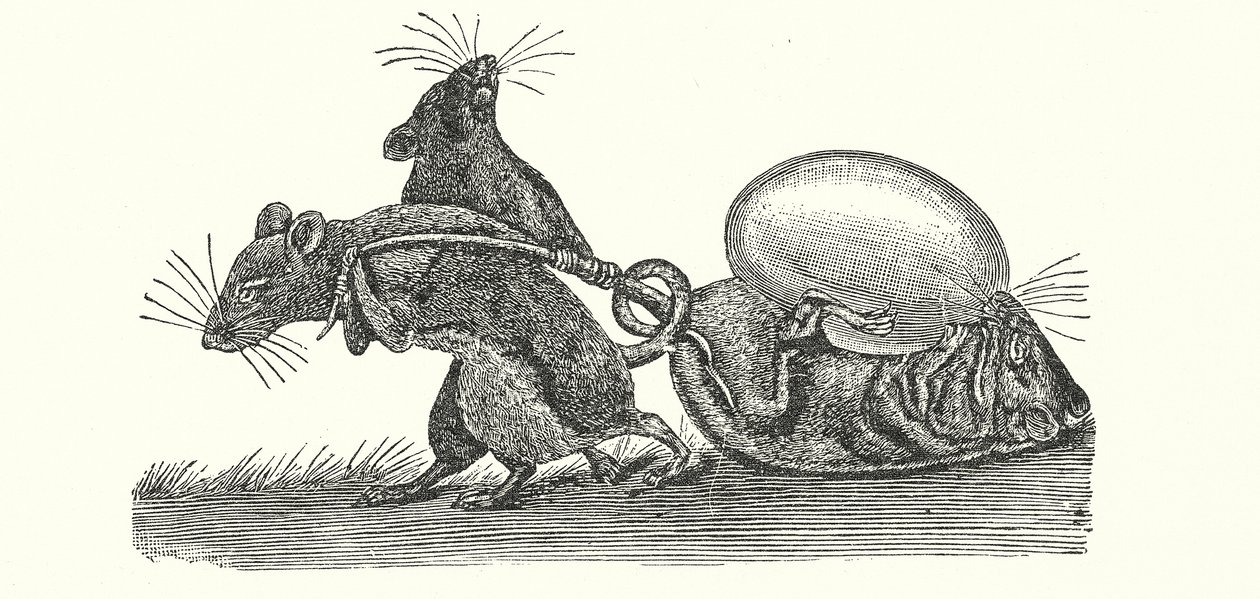 Ratten die een ei naar huis dragen (gravure) door English School