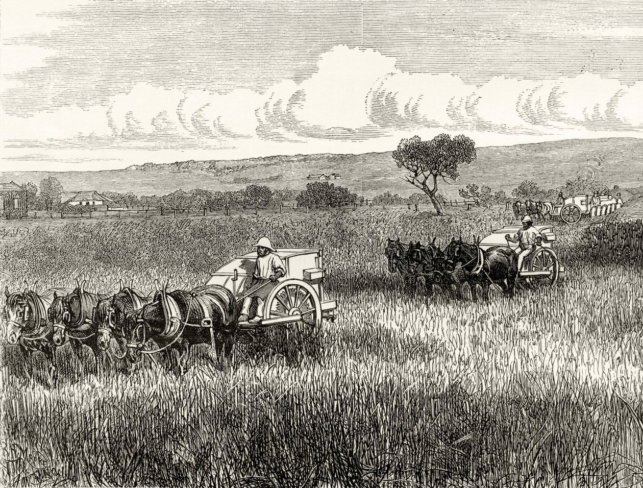 Oogsten in Zuid-Adelaide, c.1880, uit 