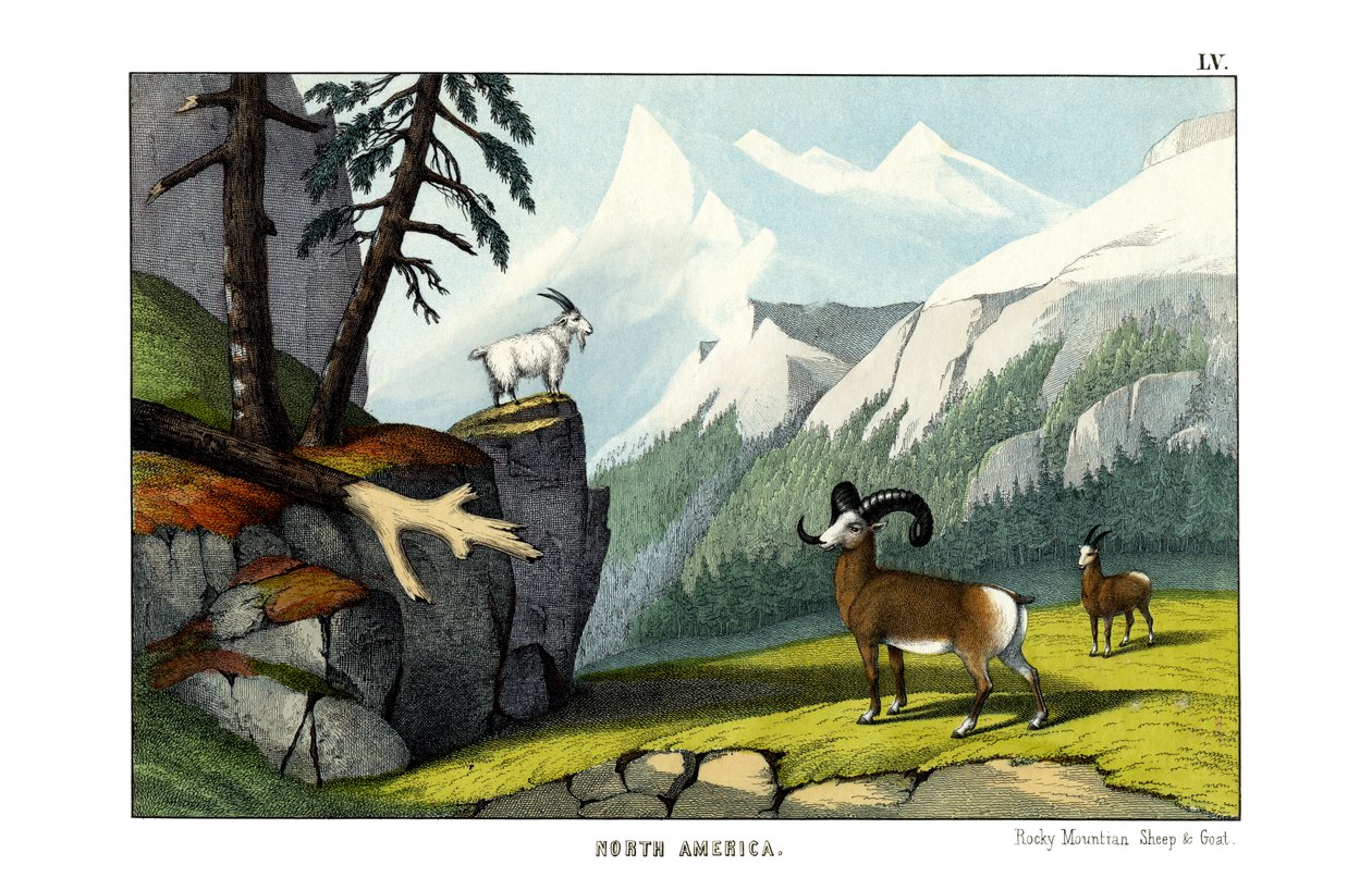 Rocky Mountain Schaap door English School