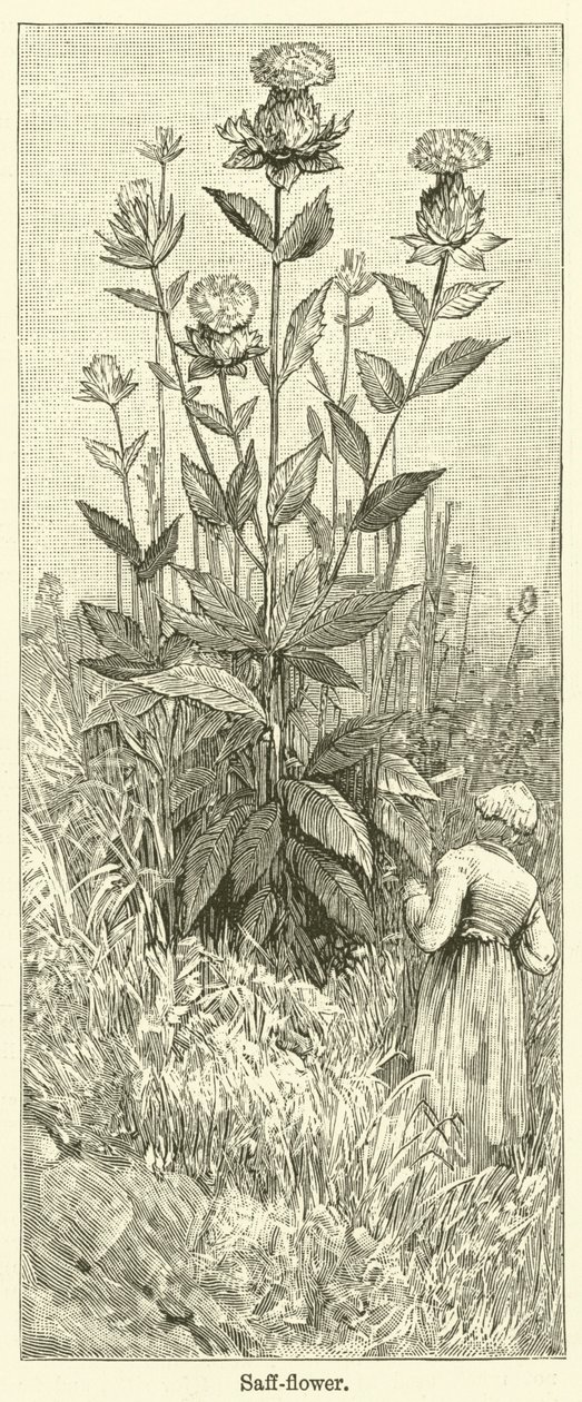 Safflower (gravure) door English School