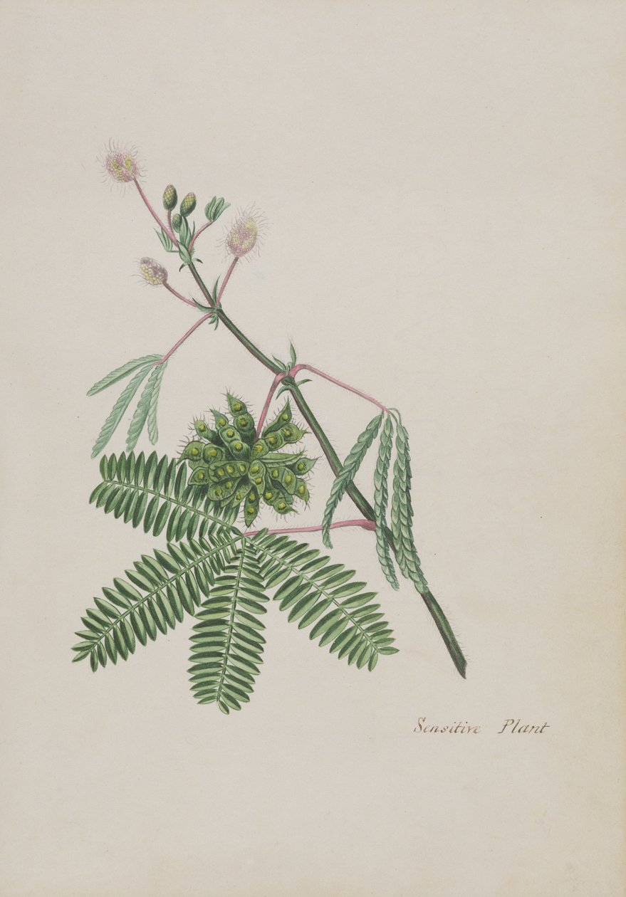 Gevoelige Plant, illustratie uit een Album van Gedichten, Grafiettekeningen & Aquarellen, c.1828 door English School