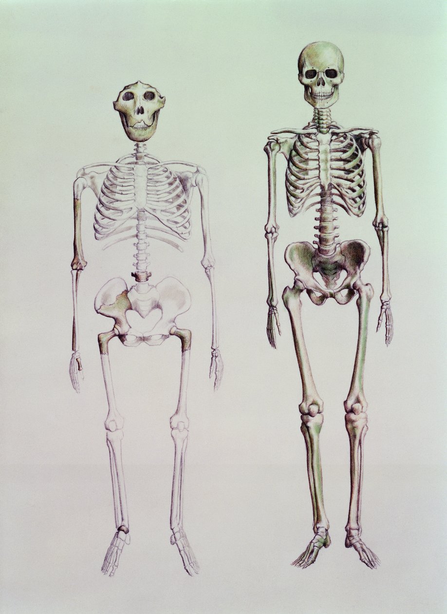 Skeletten van Australopithecus Boisei en Homo Sapiens door English School