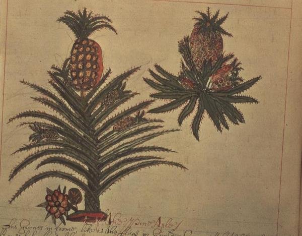 Ananasbomen uit 