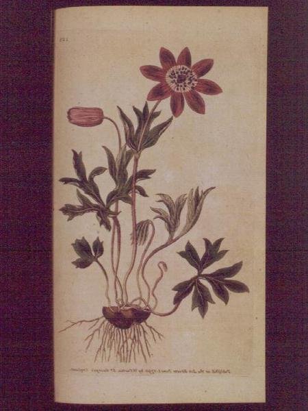 Steranemoon (Anemone hortensis), plaat 123 uit William Curtis