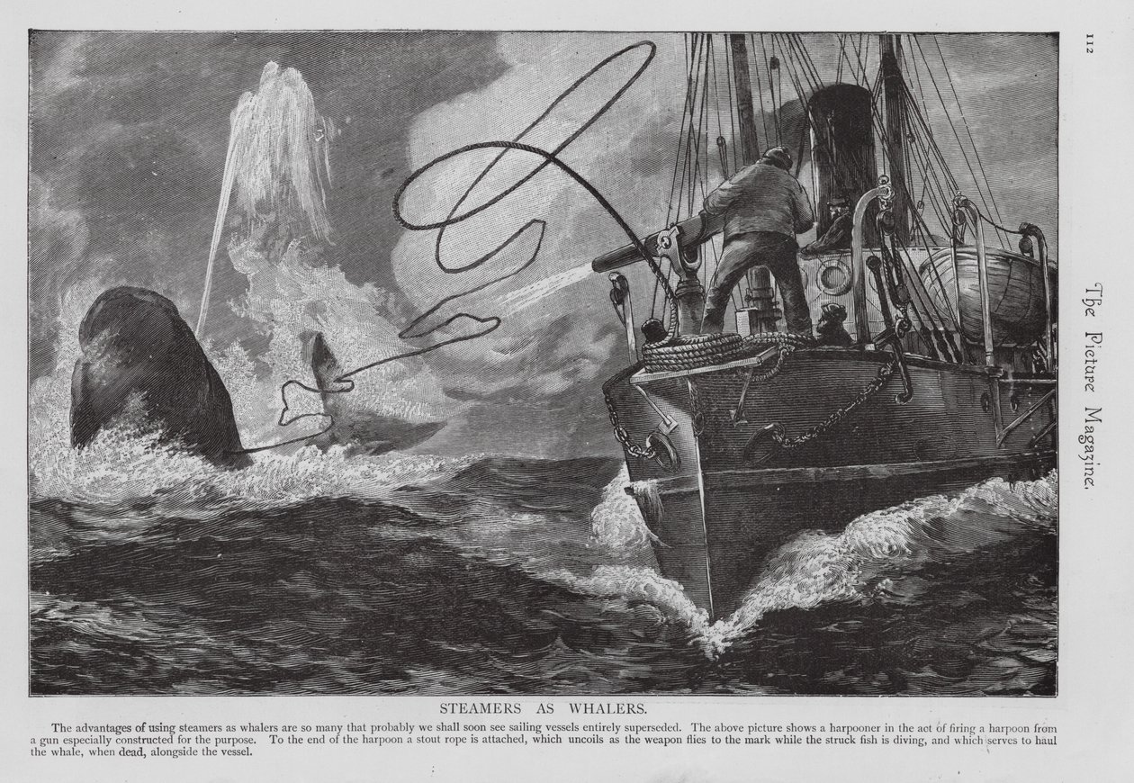 Stoomboot gebruikt als walvisjachtschip (gravure) door English School