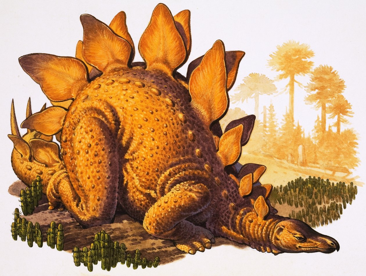 Stegosaurus (gouache op papier) door English School