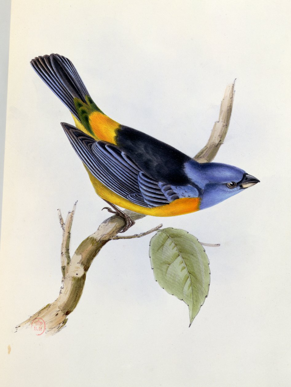 Tanagra Darwini, plaat 34 uit The Zoology of the Voyage of H.M.S. Beagle 1832-36, door Charles Darwin, 1840 door English School