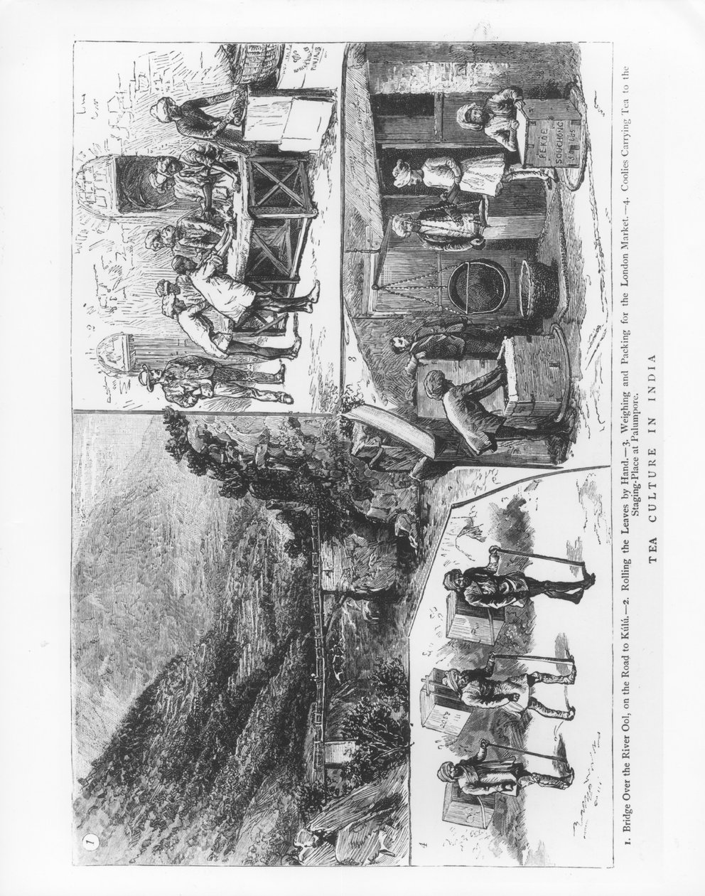 Theecultuur in India, 1883 door English School