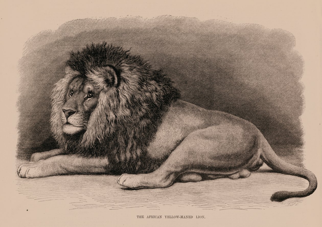De Afrikaanse leeuw met de gele man (gravure) door English School