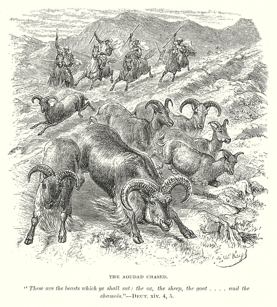 De Aoudad Geciseleerd (gravure) door English School