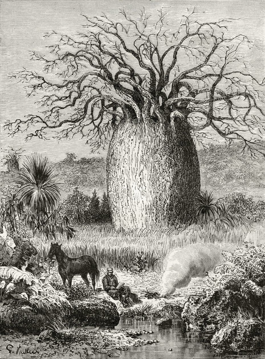 De Flesboom, uit 
