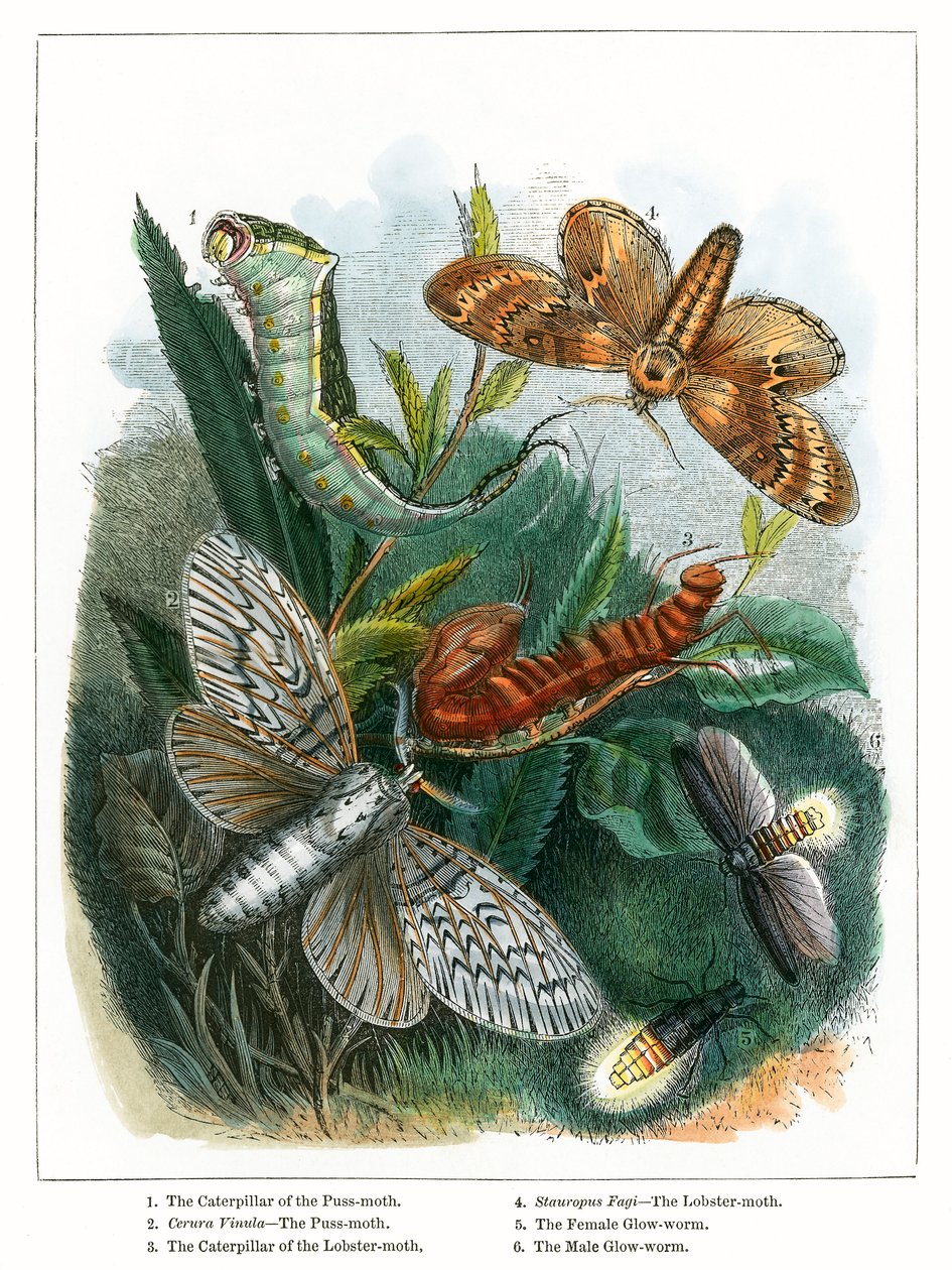 Het vlindervivarium (ingekleurde gravure) door English School