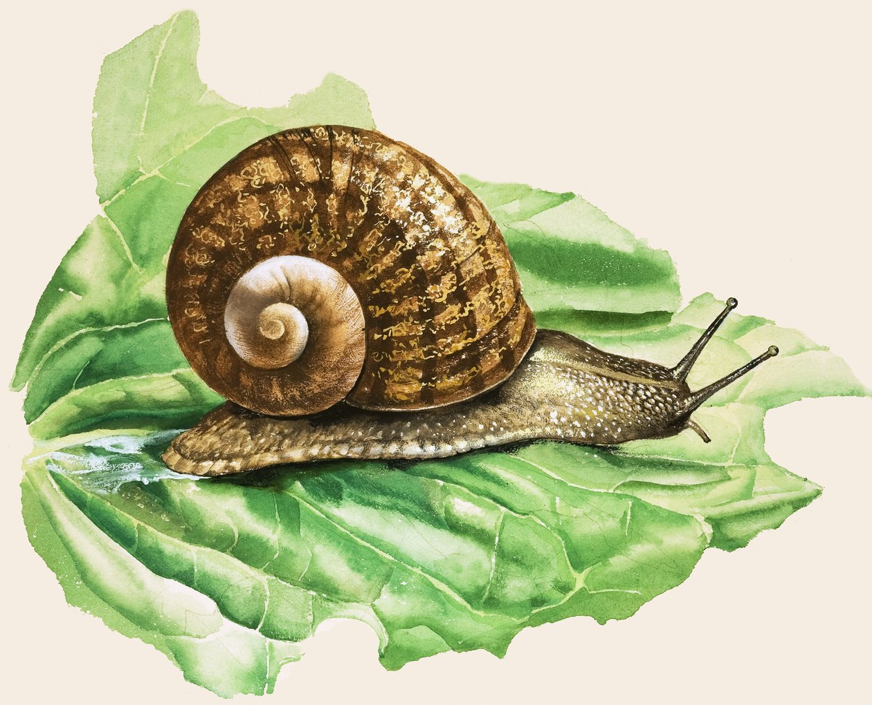 De gewone tuinslak, illustratie uit 
