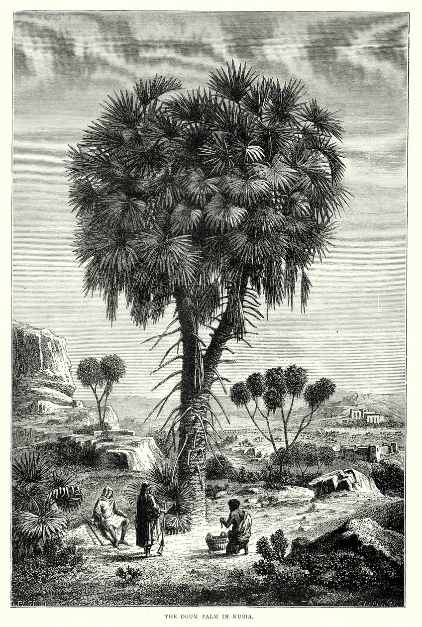 De Doum Palm in Nubië (gravure) door English School