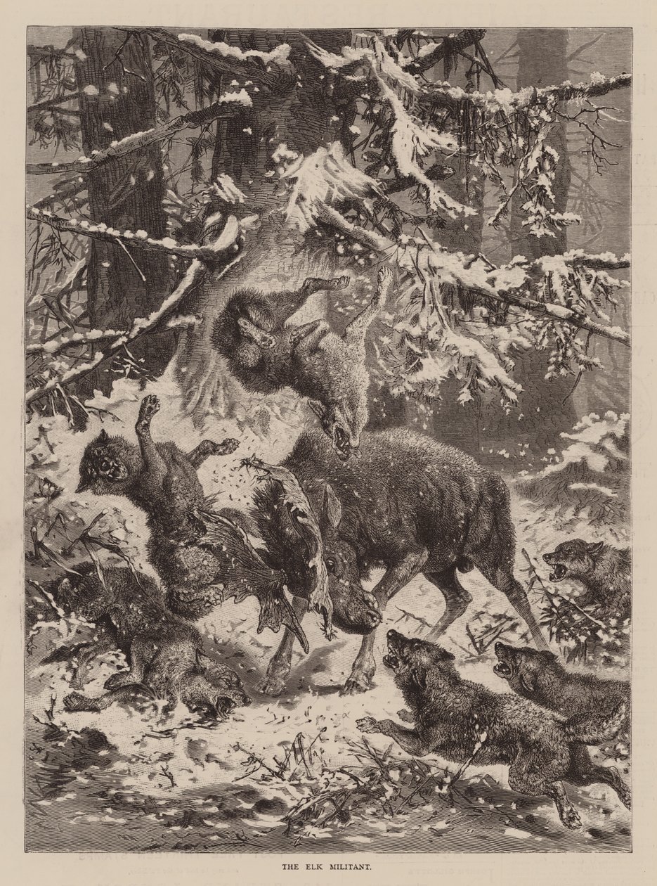 De elandstrijder (gravure) door English School