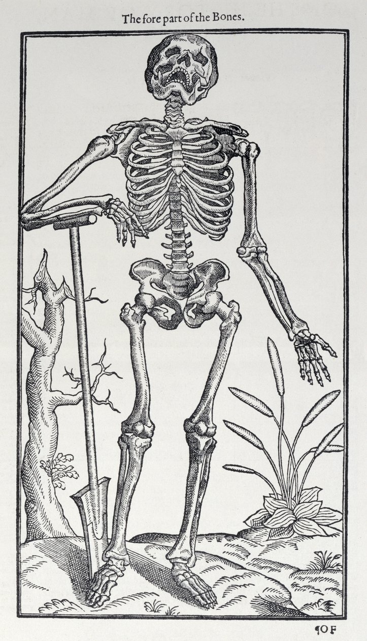 De voorzijde van de botten, plaat uit The Historie of Man gepubliceerd door John Banister door English School