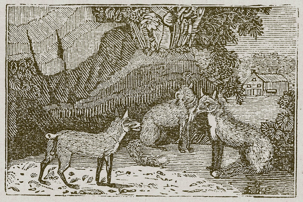 De vos zonder staart (gravure) door English School