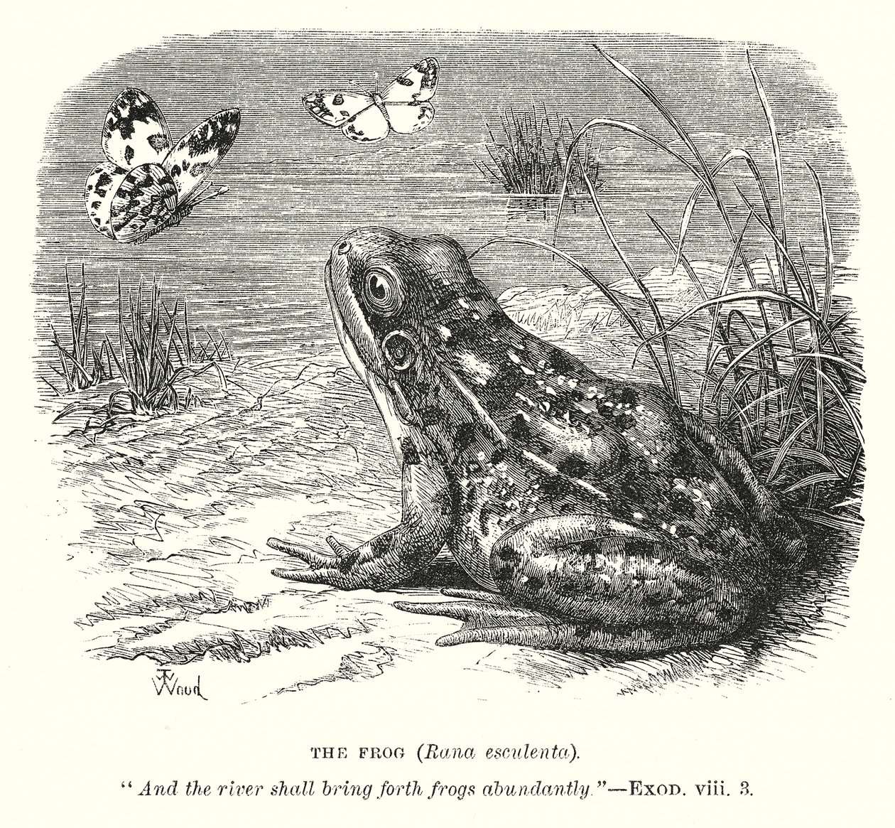 De kikker (Rona Esculenta) (gravure) door English School