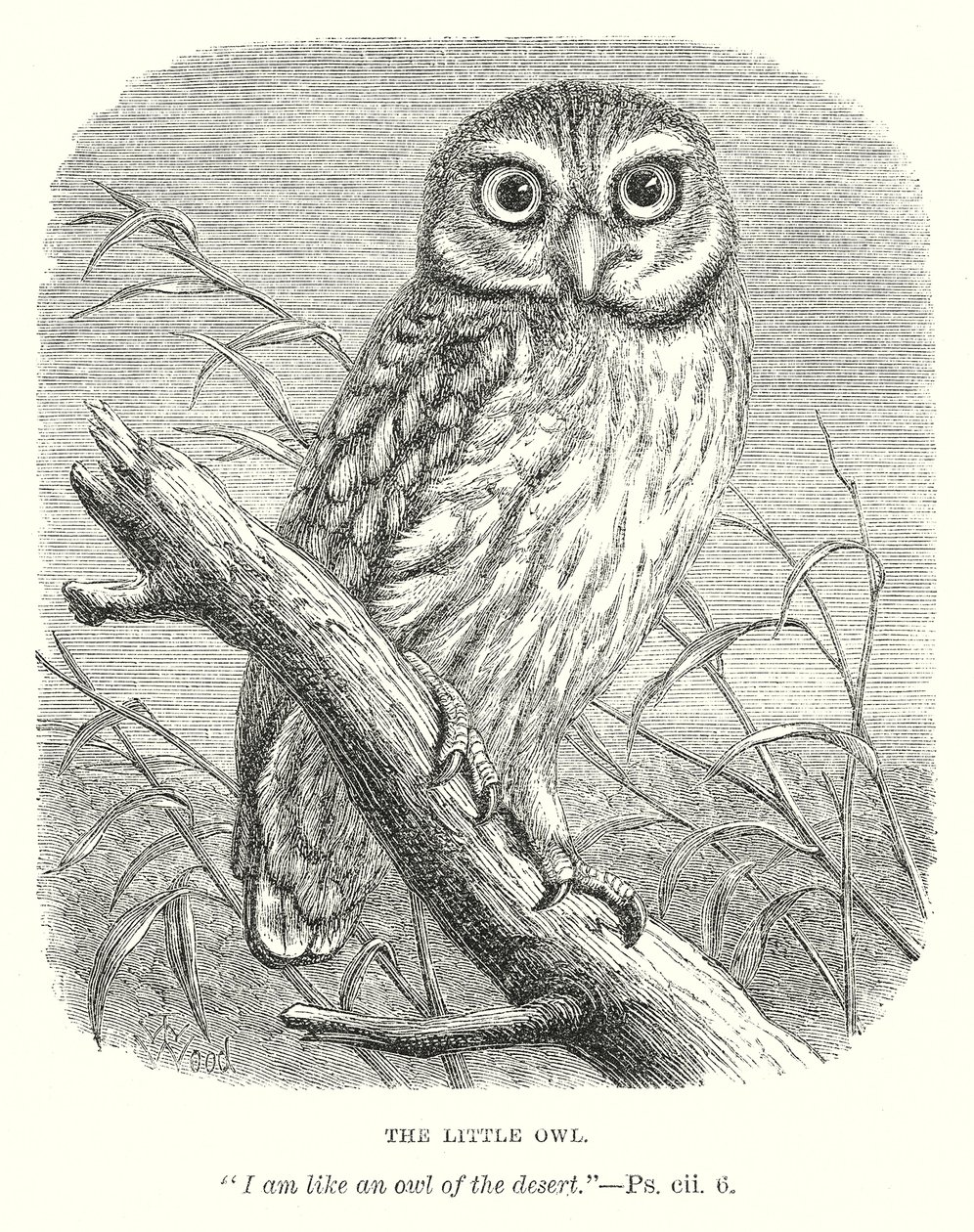 De kleine uil (gravure) door English School