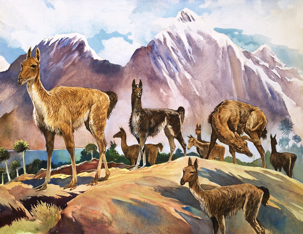 De lama, illustratie uit 