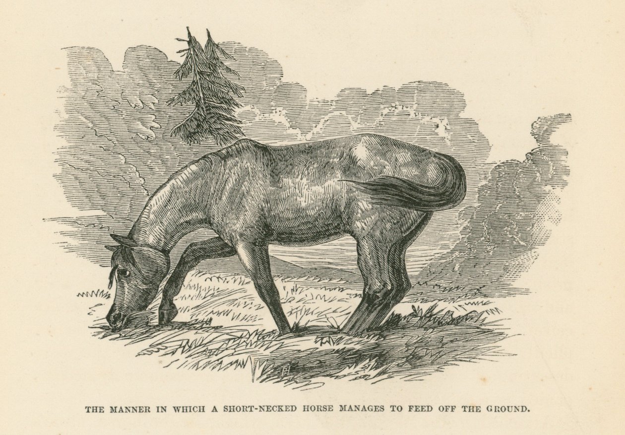 De manier waarop een kortnekpaard zich van de grond kan voeden (gravure) door English School