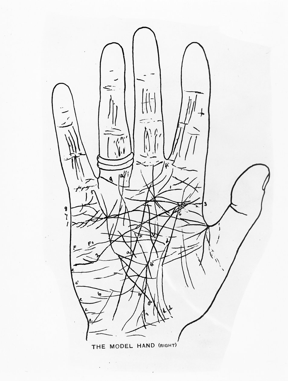 Het Model Hand (Rechts) door English School