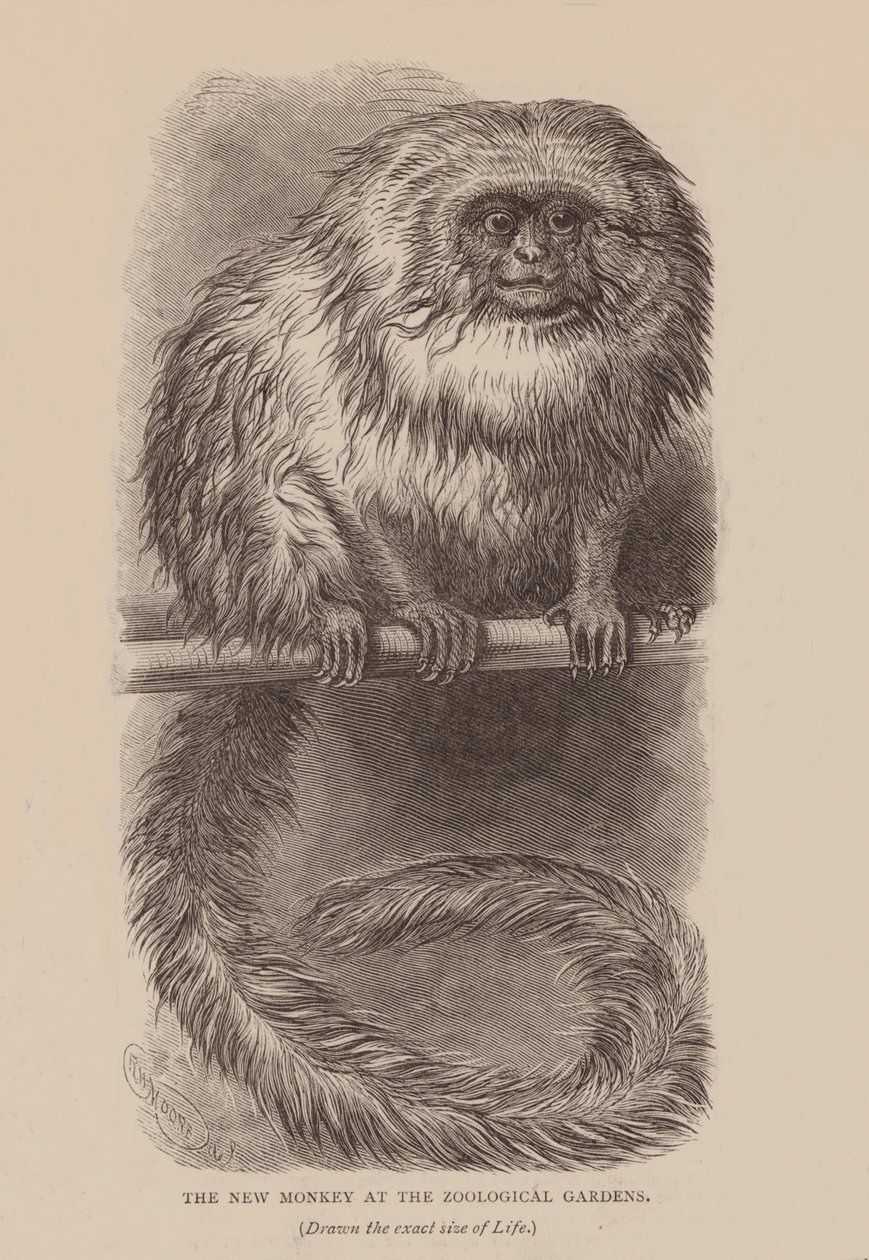 De nieuwe aap in de dierentuin (gravure) door English School