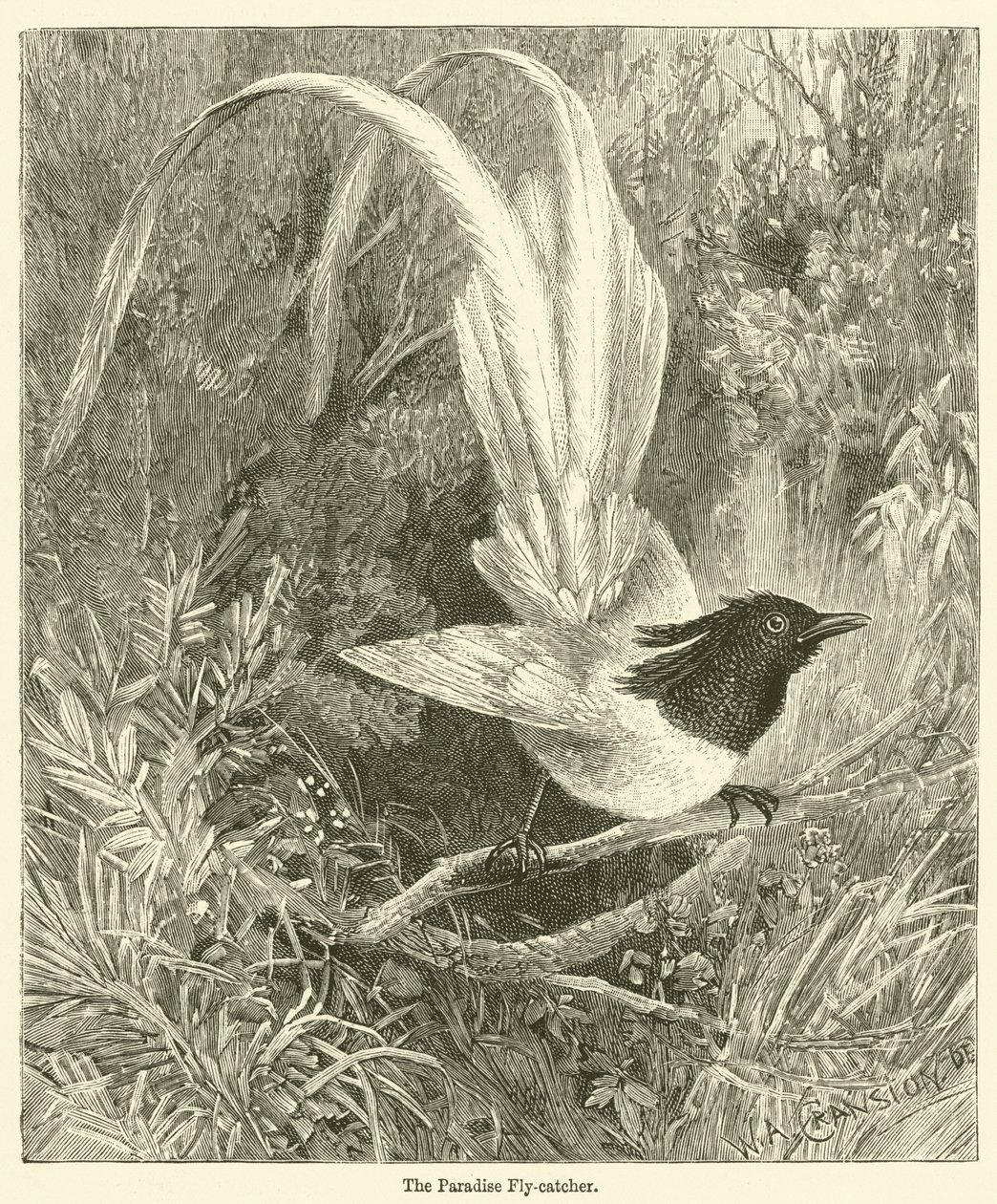 De paradijsvliegenvanger (gravure) door English School