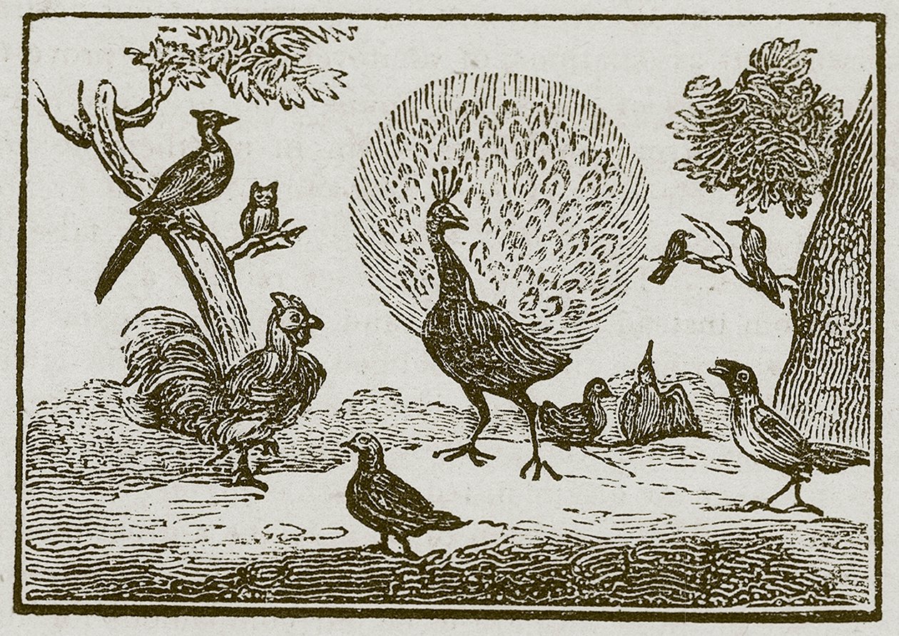 De pauw en de ekster (gravure) door English School