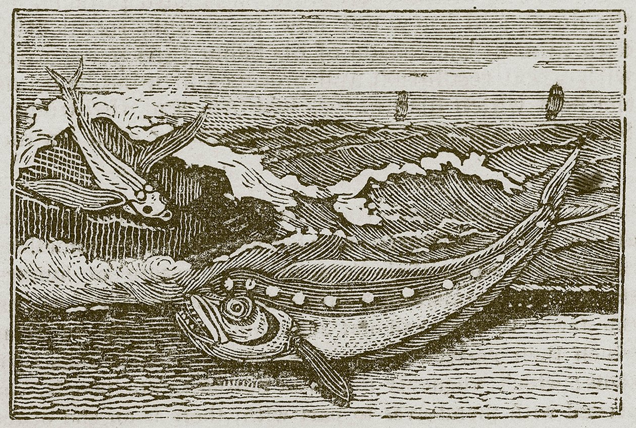 Het konijntje en de dolfijn (gravure) door English School