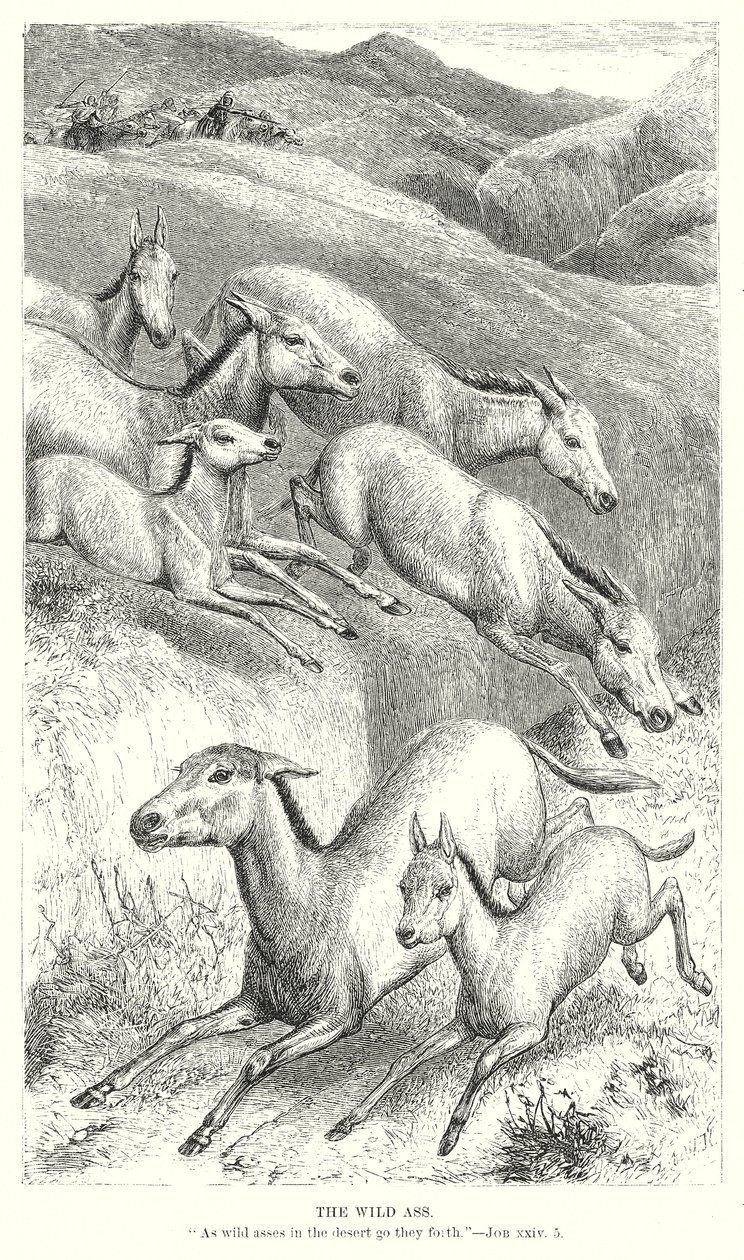 De wilde ezel (gravure) door English School