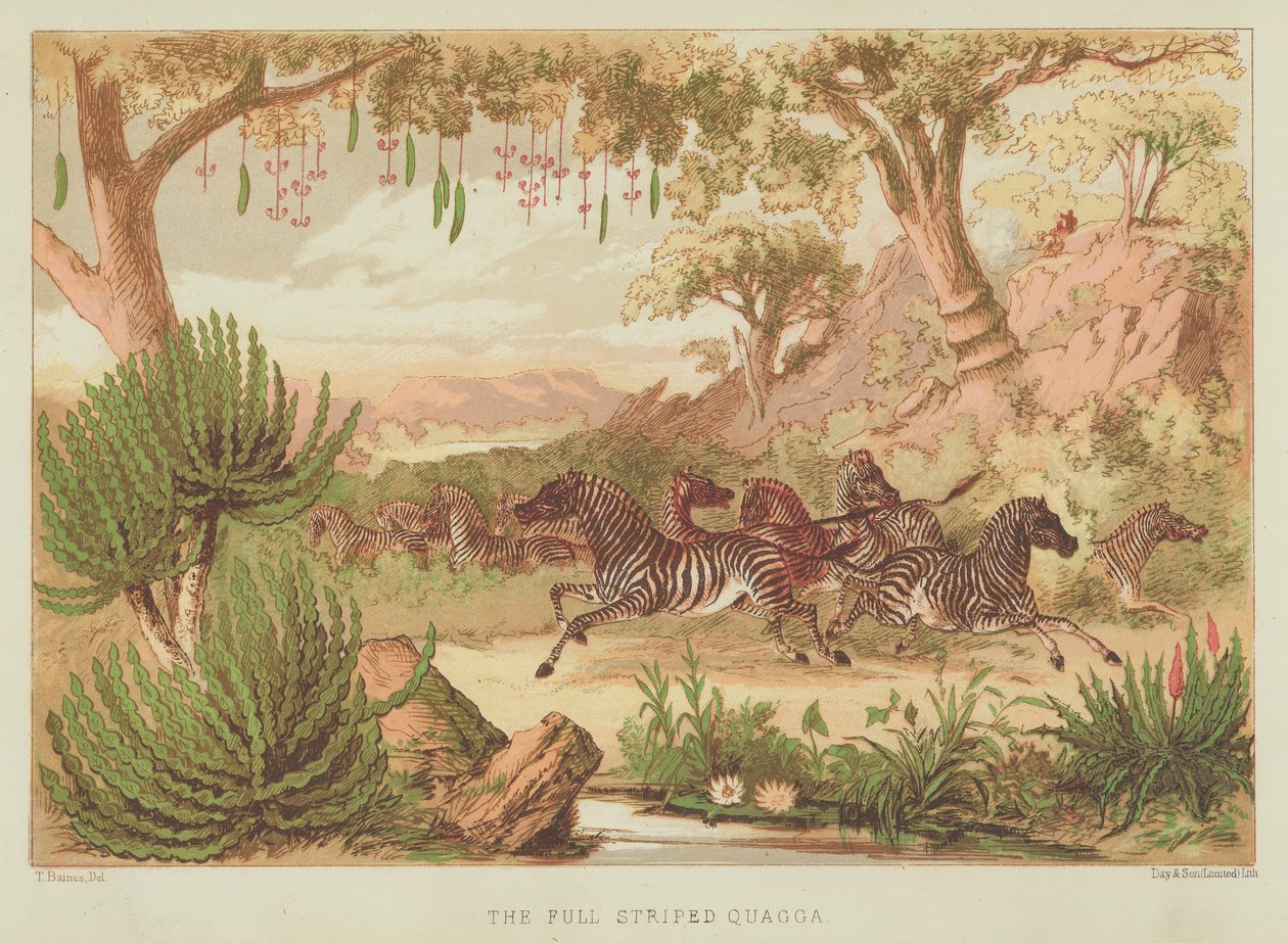 De volgestreepte quagga (kleurenlitho) door English School