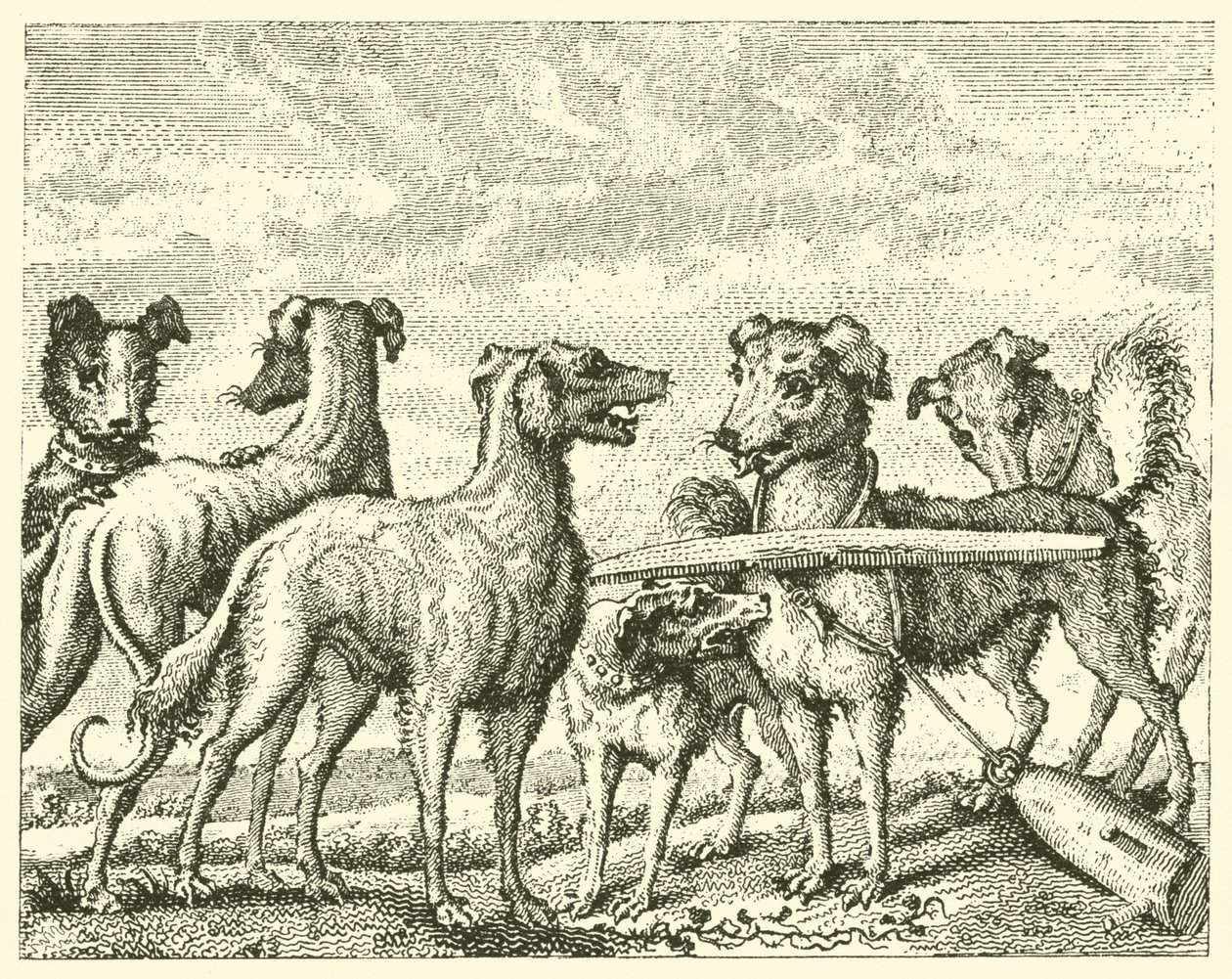 De ondeugende hond (gravure) door English School