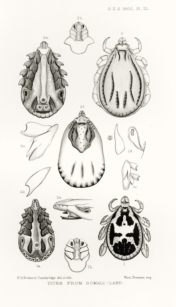 Teken uit Somalië, illustratie uit The Hope Reports, Vol. II, 1897-1900, geredigeerd door Edward B. Poulton, Oxford, 1901 door English School