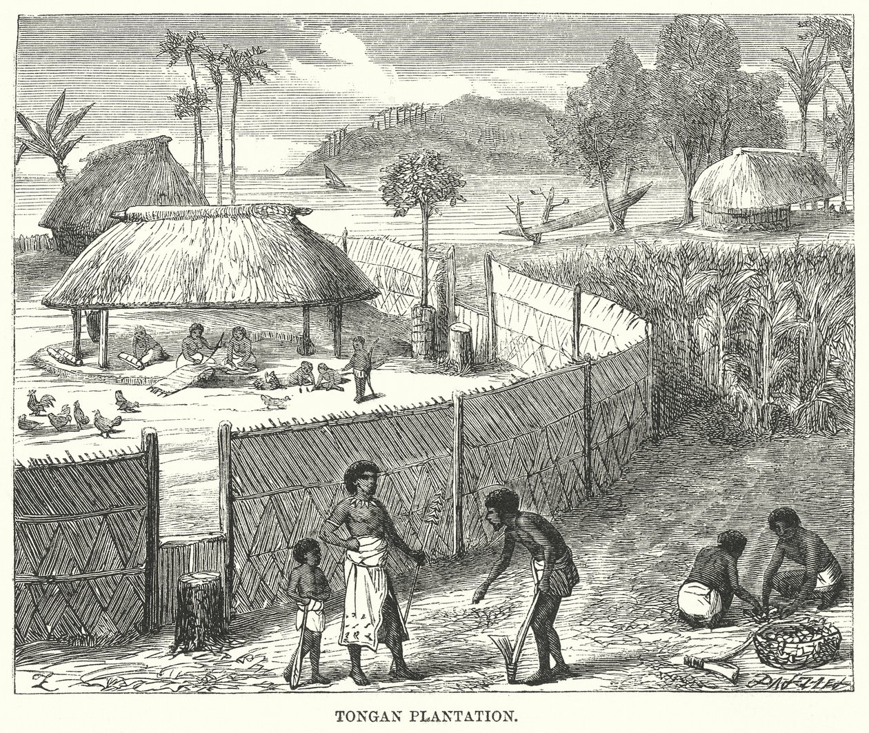 Tongaanse plantage (gravure) door English School