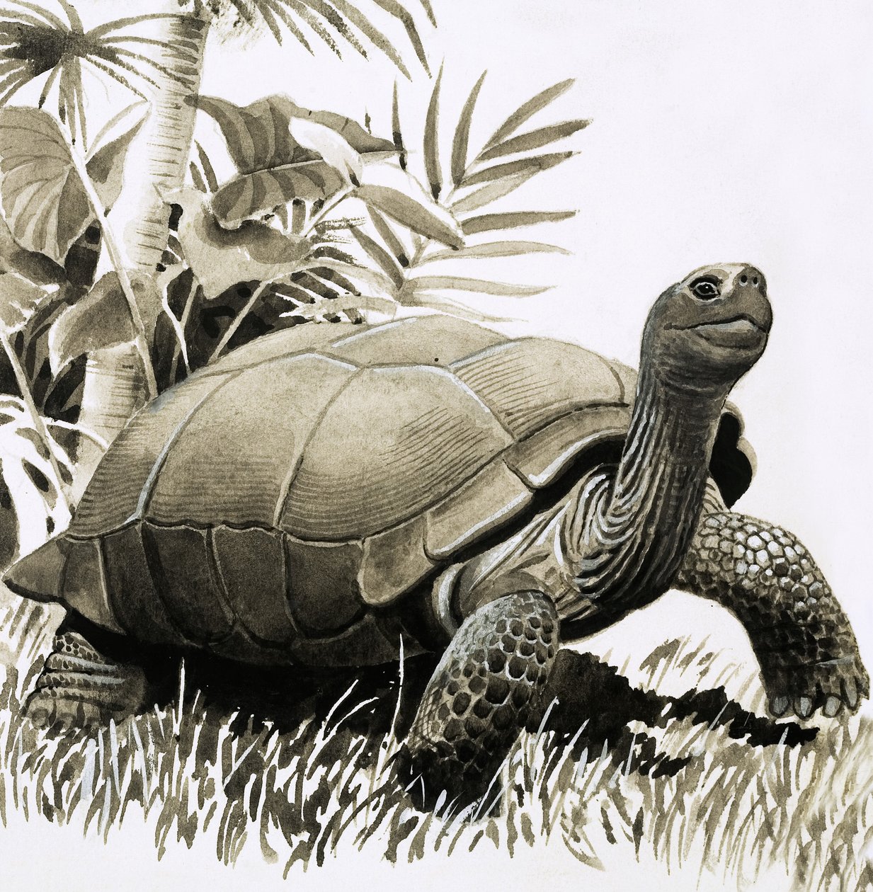 Schildpad door English School