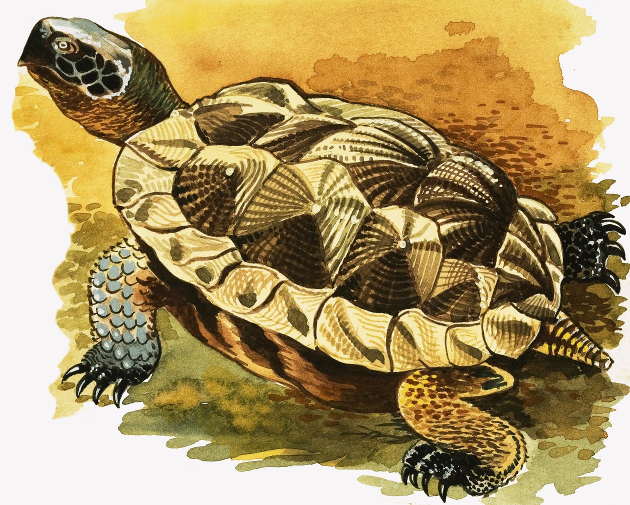Schildpad door English School