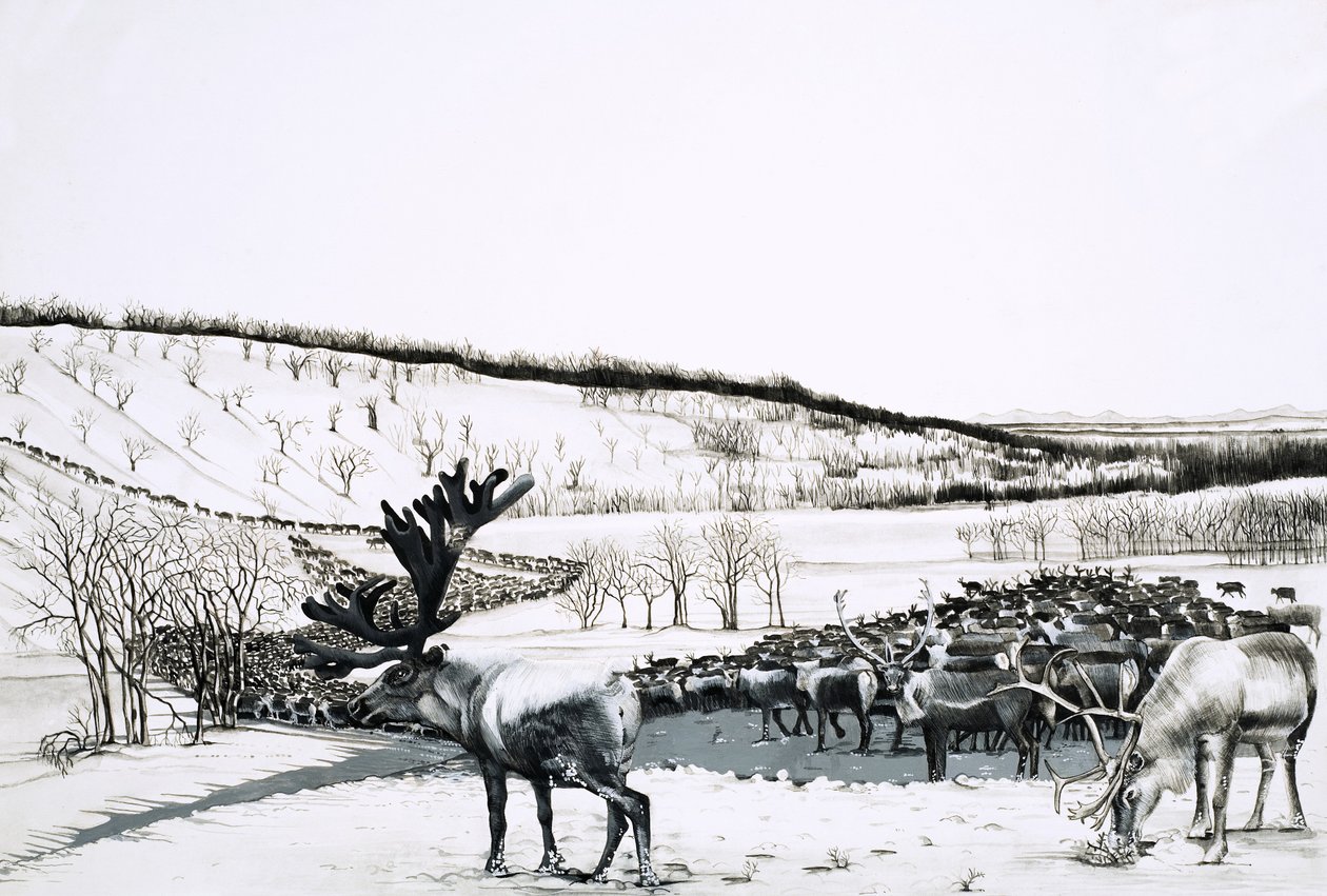 Unidentified herd of reindeer door English School