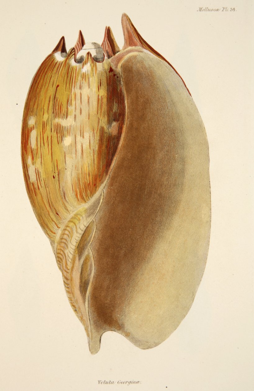 Veluta Georgina, uit De Mollusca en Radiata, uitgegeven 1833 door English School