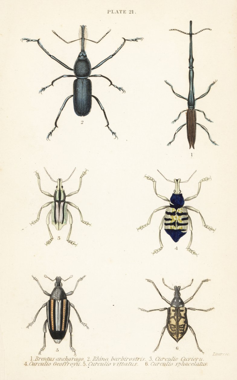 Snuitkevers: Brentus ancharago 1, Rhina barbirostris 2, Curculio cuviera 3, Eupholus geoffroyi 4, Larinus ursus 5 en Curculio sphacelatus 6 door English School