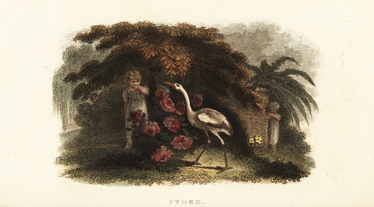 Witte ooievaar, Ciconia ciconia, speelt verstoppertje met kinderen in een tuin door English School