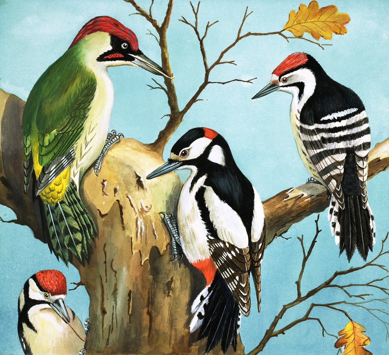 Spechten (gouache op papier) door English School