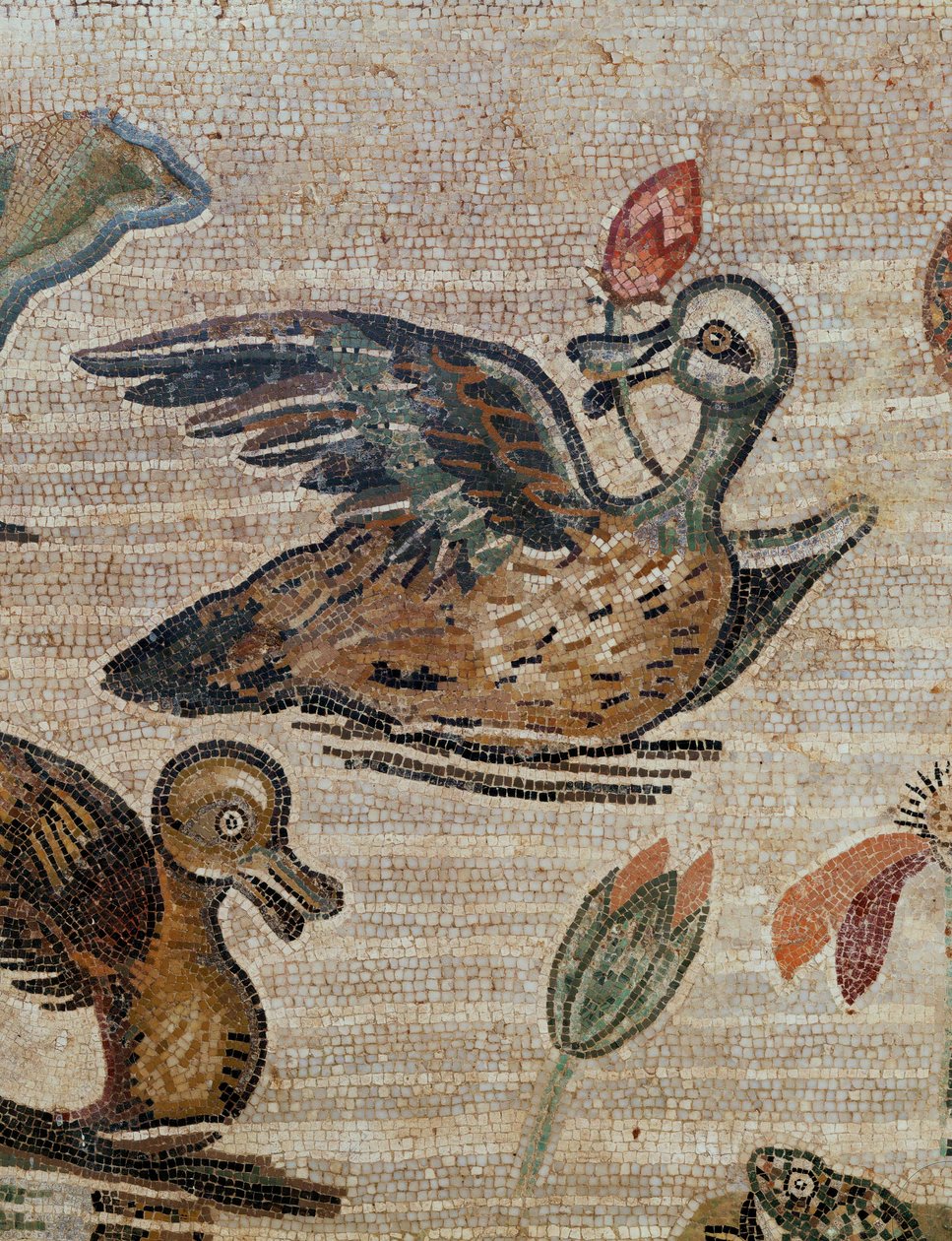 Eenden zwemmen in een zwembad door Erich Lessing