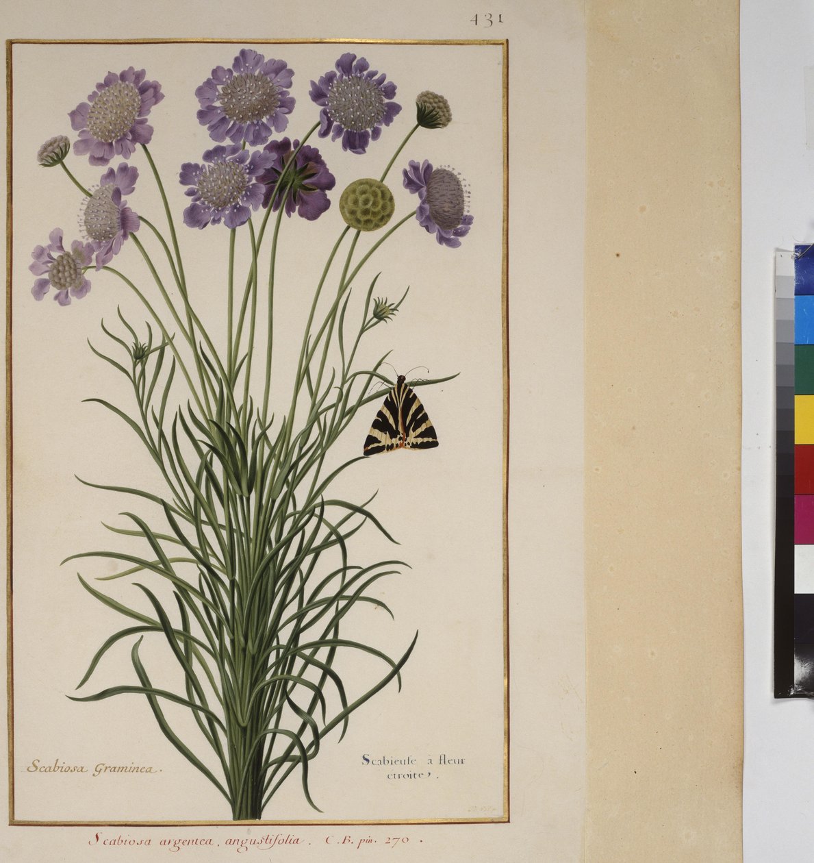 Volledige pagina: plantenstudie, ca. 1650-75 door Erich Lessing