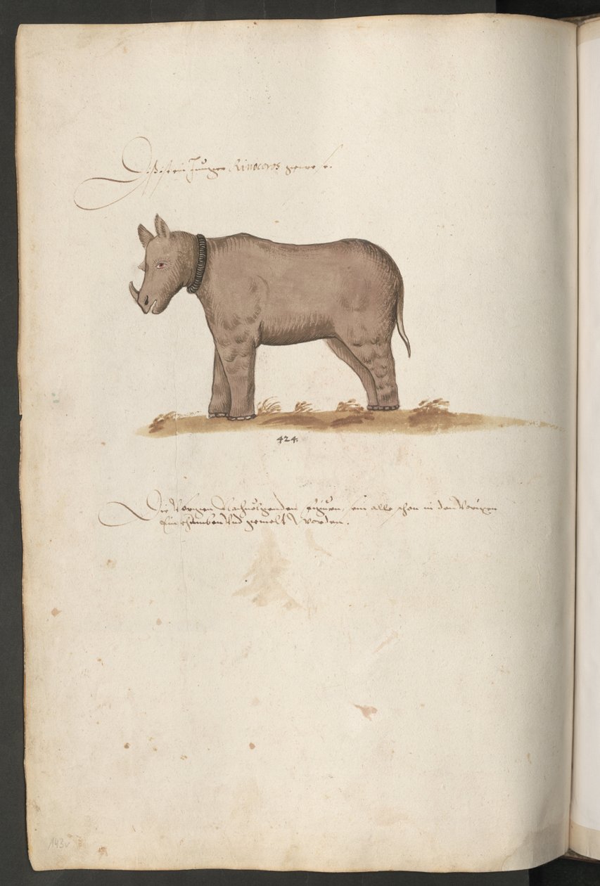 Neushoorn door Erich Lessing