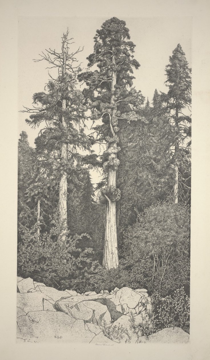 Baby Sequoia door Ernest Haskell